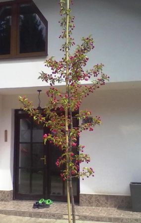 Malus 'van Eseltine' - jabloň okrasná