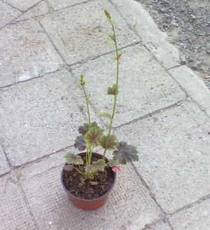 Heuchera hybrida 'Marvelous Marble' - dlužicha