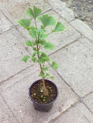 Ginkgo biloba - jinan dvoulaločný