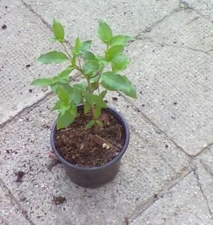 Cornus mas - dřín obecný 