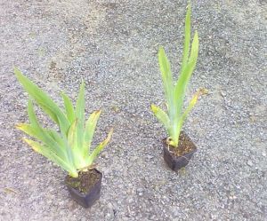 Iris x barbata elatior 'Study in Black' - kosatec německý