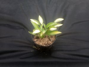 Hosta " Revolution " ® - hosta, bohyška
