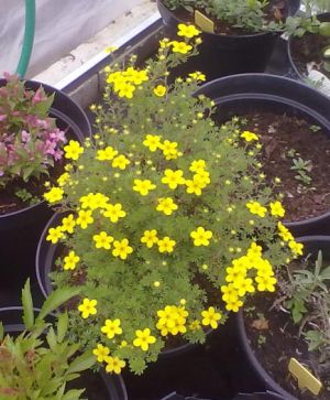 Potentilla fruticosa ´Gold Kissen´ - mochna křovitá