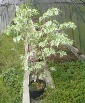 Cornus kousa 'Samaritan' - dřín japonský