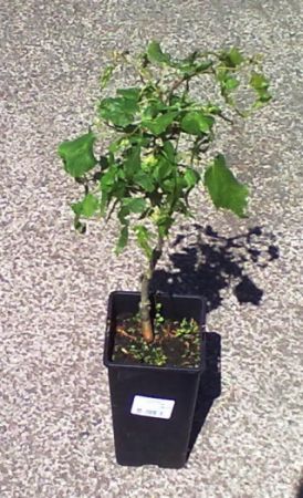 Tilia platyphyllos ´Laciniata Herynek´ - lípa velkolistá