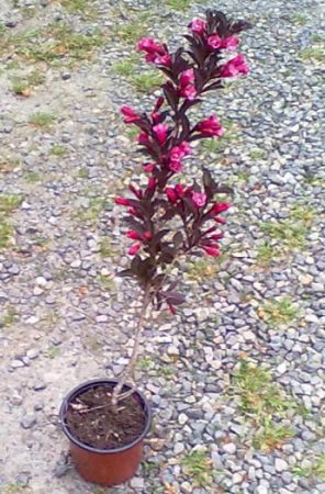 Weigela florida 'Alexandra' - vajgélie květnatá	