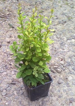 Berberis thunbergii 'Green Ornament' - dřišťál Thunbergův 