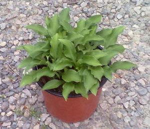 Hosta 'Minima' - bohyška