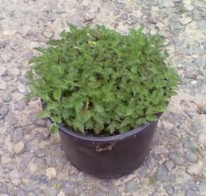 Campanula carpatica " Dark Blue Clips" - zvonek karpatský 