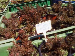 Sedum hakonense 'Chocolate Ball' - rozchodník 