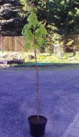 Acer platanoides ´Princeton Gold´ - javor mléč