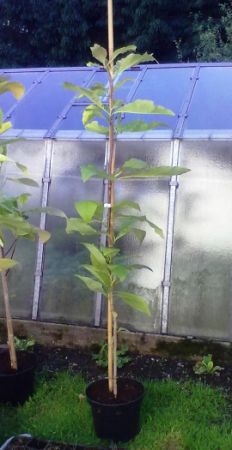 Magnolia tripetala - šácholan tříplátečný, magnolie tříplátečná