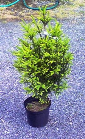 Picea orientalis 'Nana' - smrk východní