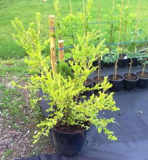 Buxus micr.ophyllus  'Trompenburg' - zimostráz, drobnolistý
