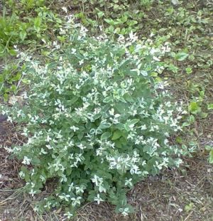 Lonicera - zimolez panašovaný 