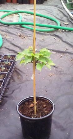 Tilia cordata 'Komsta' - lípa srdčitá