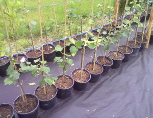 Tilia cordata ´Greenspire´ - lípa srdčitá