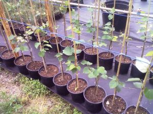 Tilia cordata ´Erecta´ - lípa srdčitá