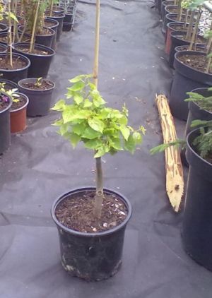 Tilia cordata 'Nebužely' - lípa srdčitá