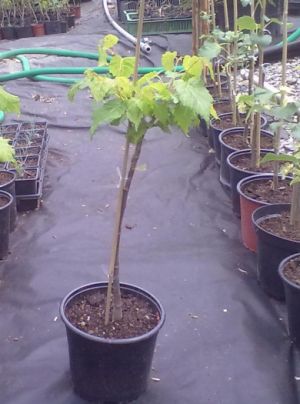 Tilia cordata 'Lico' - lípa srdčitá