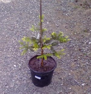Abies pinsapo - jedle španělská	