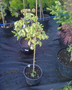Acer negundo 'Aureomarginatum' - javor jasanolistý