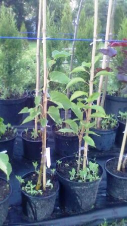 Tilia cordata 'Van Pelt' - lípa srdčitá