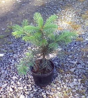 Abies concolor 'Glauca' - jedle ojíněná. 