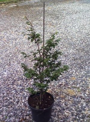 Fagus sylvatica ´Felderbach´ - buk lesní 