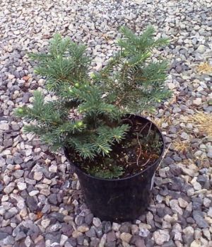 Picea abies ´Waldbrunn´ - smrk ztepilý