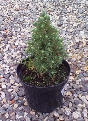 Picea glauca ´Blue Spider´ - smrk sivý 