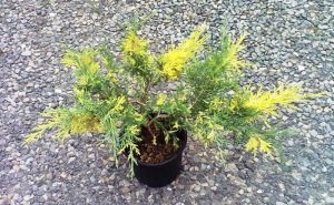 Juniperus chinensis 'Blue and Gold' - jalovec čínský