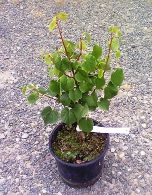 Tilia cordata 'Green Globe' - lípa srdčitá 