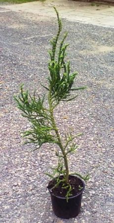 Cryptomeria japonica 'Rasen' - kryptomérie japonská 