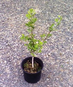 Ginkgo biloba 'Menhir®' - jinan dvoulaločný