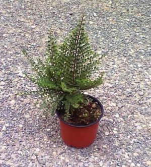 Ulmus parviflora 'Sagei' - jilm malolistý