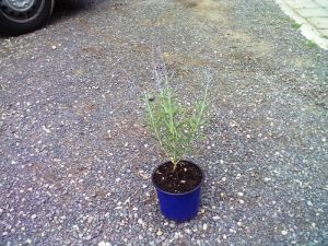 Perovskia atriplicifolia 'Lacey Blue' - perovskie lebedolistá