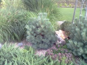Pinus sylvestris 'Watereri'  borovice lesní