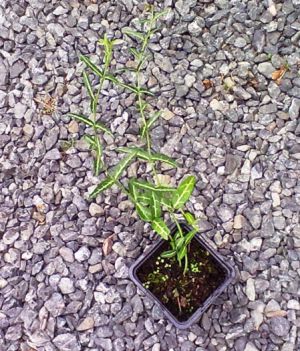 Euonymus fortunei 'Wolong Ghost' - brslen Forthunův