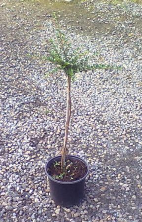 Cotoneaster horizontalis - skalník vodorovný KM