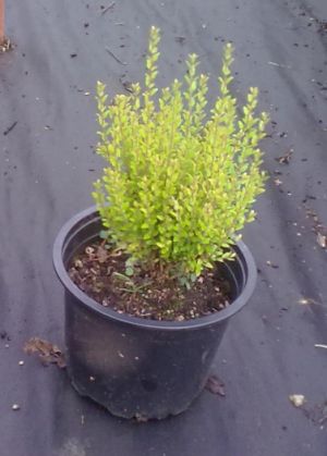 Lonicera nitida Tidy Tips - lonicera lesklý