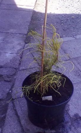 Thuja orientalis ‚Franky Boy‘ – zerav západní