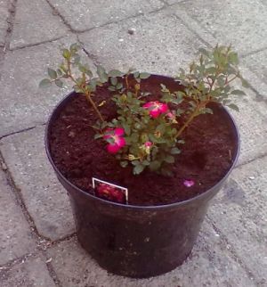 Rosa " Lupo " - růže 