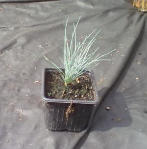 Festuca 'Festina' - kostřava