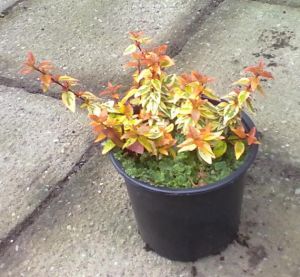 Abelia x grandiflora 'KALEIDOSCOPE'® - abélie velkokvětá