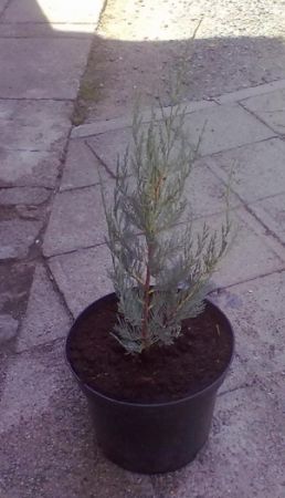Juniperus scopulorum ´Boomer´ jalovec skalní
