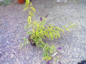 Buddleja davidii 'Santana' komule Davidova, motýlí keř