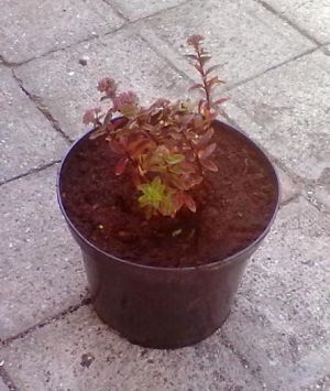 Sedum telephium 'Surrender Red' - rozchodník nachový