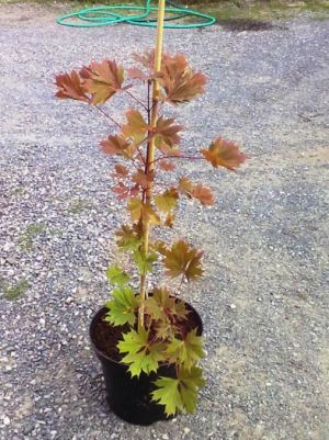 Acer platanoides 'Lucinka' - javor mléč