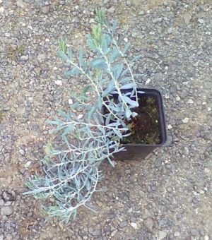 Andromeda polifolia 'Blue Lagoon' -  kyhanka sivolistá